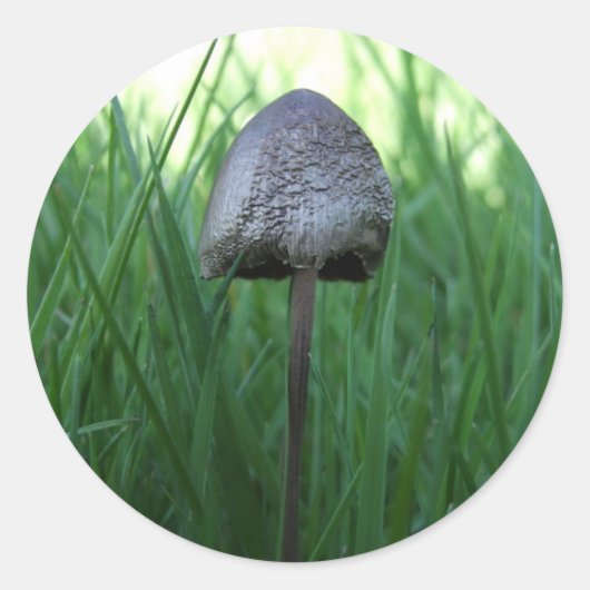 Mushroom Stickers (Vorderseite)