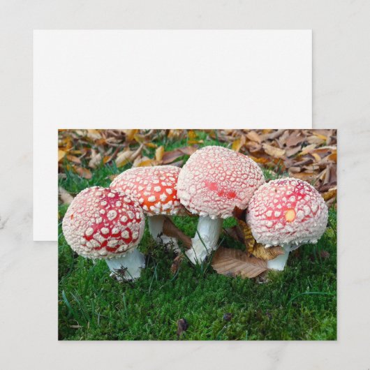 mushroom town postkarte (Vorne/Hinten)