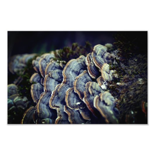 Mushroom Tree Foto Kodak Beruflich Foto Paper (Vorne)