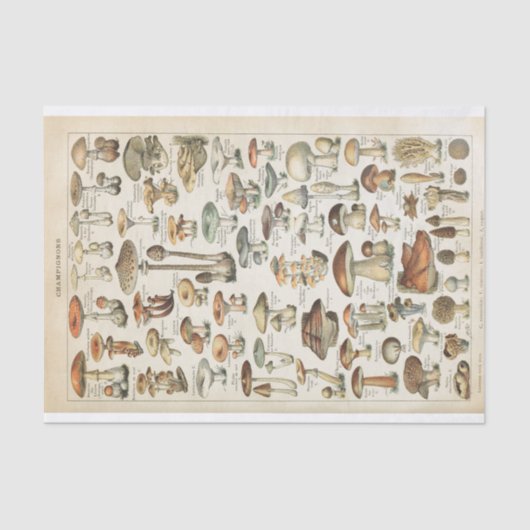 Mushroom Vintag French Fungi Decoupage Collage Seidenpapier (Vorderseite)