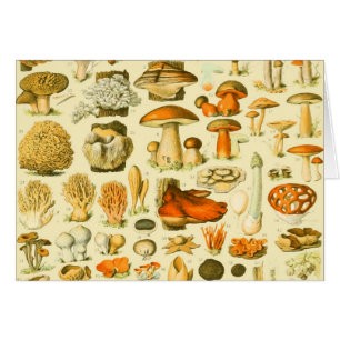 Mushroom Vintag Toadstool Antike Illustration