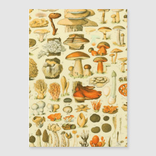 Mushroom Vintag Toadstool Antike Illustration Magnetkarte