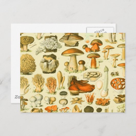 Mushroom Vintag Toadstool Antike Illustration Postkarte (Vorne/Hinten)