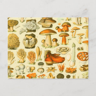 Mushroom Vintag Toadstool Antike Illustration Postkarte