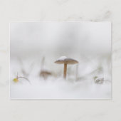 Mushroom Winter Nature Photo Postkarte (Vorderseite)