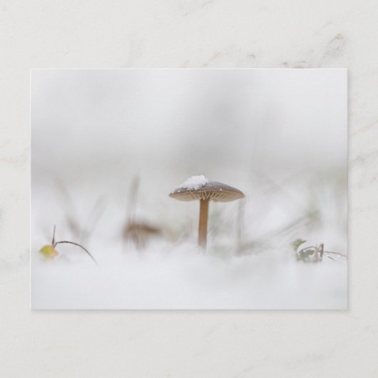 Mushroom Winter Nature Photo Postkarte (Vorderseite)