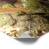 MUSHROOMS BIG ISLAND HAWAII POSTER (Ecke)