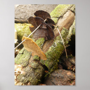 MUSHROOMS BIG ISLAND HAWAII POSTER