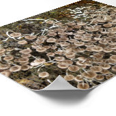 MUSHROOMS BIG ISLAND HAWAII POSTER (Ecke)