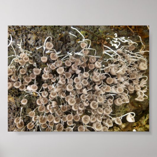 MUSHROOMS BIG ISLAND HAWAII POSTER (Vorne)