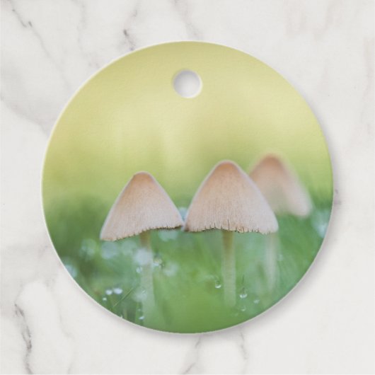 Mushrooms Nature Foto Geschenkanhänger (Vorderseite)