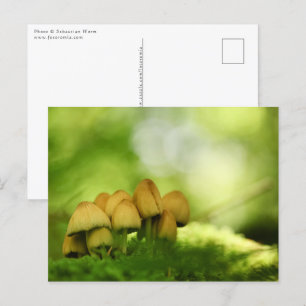 Mushrooms Nature Foto Postkarte