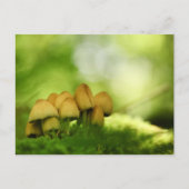 Mushrooms Nature Foto Postkarte (Vorderseite)