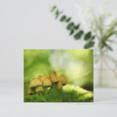 Mushrooms Nature Foto Postkarte (Stehend Vorderseite)