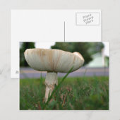 Mushrrom Postkarte (Vorne/Hinten)