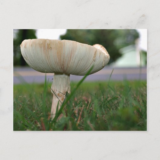 Mushrrom Postkarte (Vorderseite)
