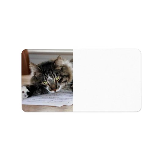 Musical Cat Address Labels Adressaufkleber (Vorne)