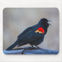 Musical Redwing Blackbird in einem Sumpf Mousepad
