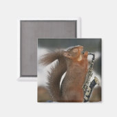 Musical Squirrel Magnet (Vorderseite/Rückseite)