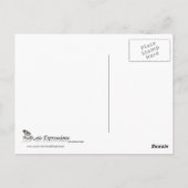 Musical Zebra Postcard Postkarte (Rückseite)