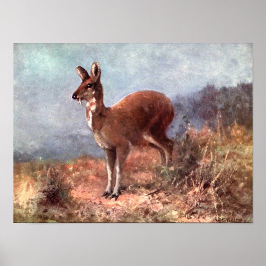 Musk Deer by CE Swan, Vintage Wildtiere Poster (Vorne)
