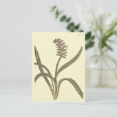 Musk Grape Hyacinth Botanische Illustration Postkarte (Stehend Vorderseite)