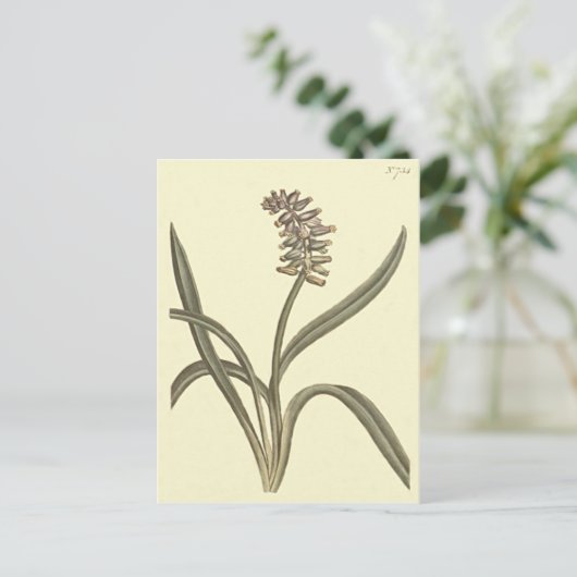 Musk Grape Hyacinth Botanische Illustration Postkarte (Stehend Vorderseite)