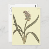 Musk Grape Hyacinth Botanische Illustration Postkarte (Vorne/Hinten)