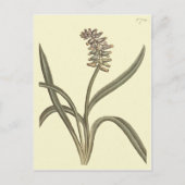 Musk Grape Hyacinth Botanische Illustration Postkarte (Vorderseite)
