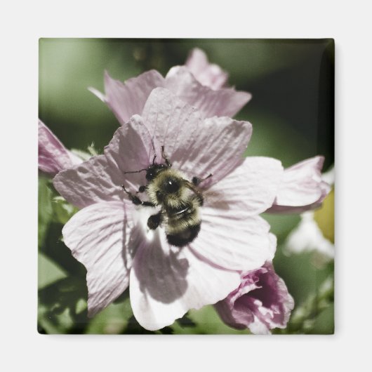 Musk in Afternoon Magnet (Vorne)