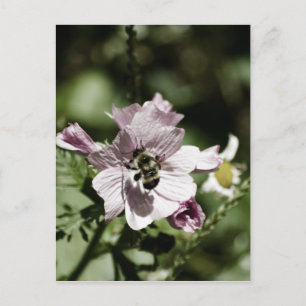 Musk in Afternoon Postcard Postkarte