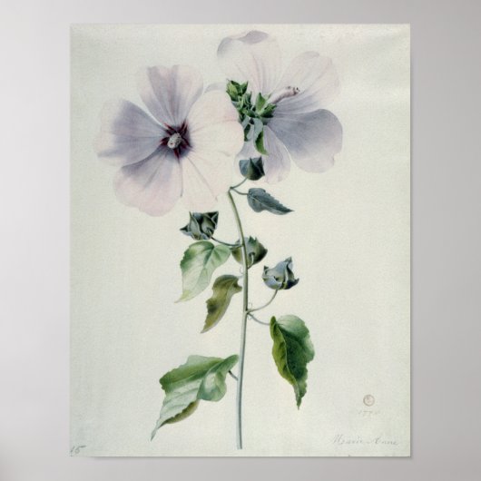 Musk Mallow, 18. Jahrhundert Poster (Vorne)