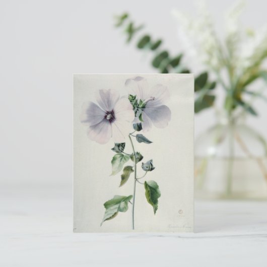 Musk Mallow, 18. Jahrhundert Postkarte (Stehend Vorderseite)