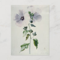 Musk Mallow, 18. Jahrhundert