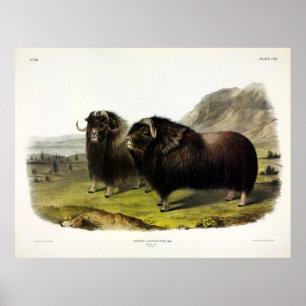 Musk Ox (Ovibos Moschatus) (Muskox) von Audubon Poster