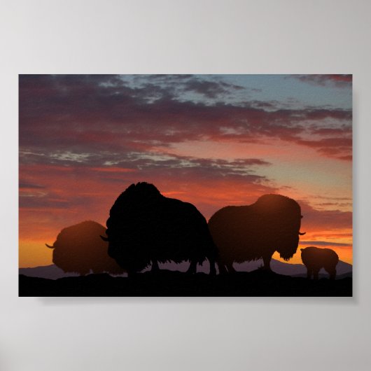 Musk Ox Poster (Vorne)