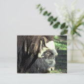 Musk Ox Postkarte (Stehend Vorderseite)