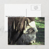 Musk Ox Postkarte (Vorne/Hinten)