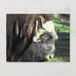 Musk Ox Postkarte