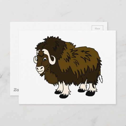 Musk Ox Postkarte (Vorne/Hinten)