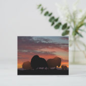 Musk Ox Postkarte (Stehend Vorderseite)