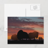 Musk Ox Postkarte (Vorne/Hinten)
