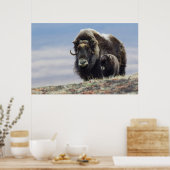 Musk Ox with Calf Poster (Küche)