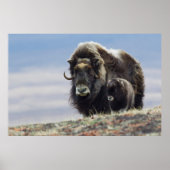 Musk Ox with Calf Poster (Vorne)