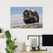 Musk Ox with Calf Poster (Heimbüro)