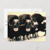 Musk Oxen Postkarte (Vorne/Hinten)