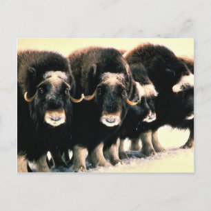Musk Oxen Postkarte