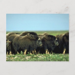 Musk Oxen Postkarte