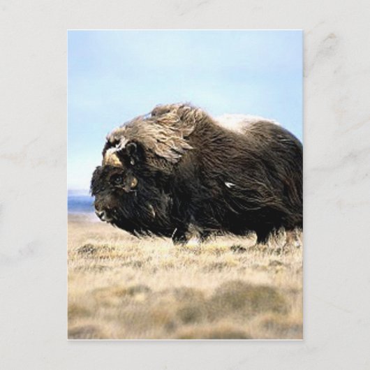 Musk Oxen Postkarte (Vorderseite)