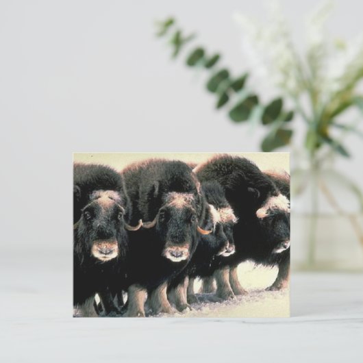 Musk Oxen Postkarte (Stehend Vorderseite)